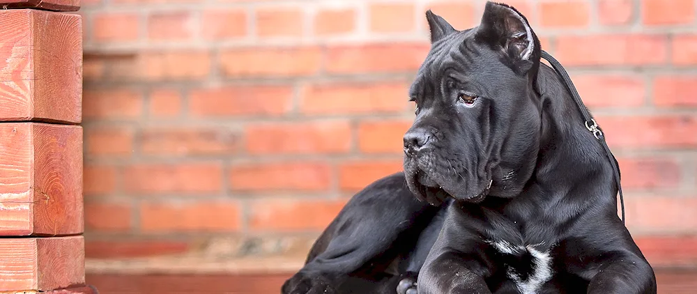 Cane Corso