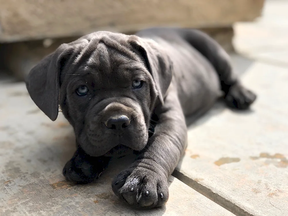 Cane Corso