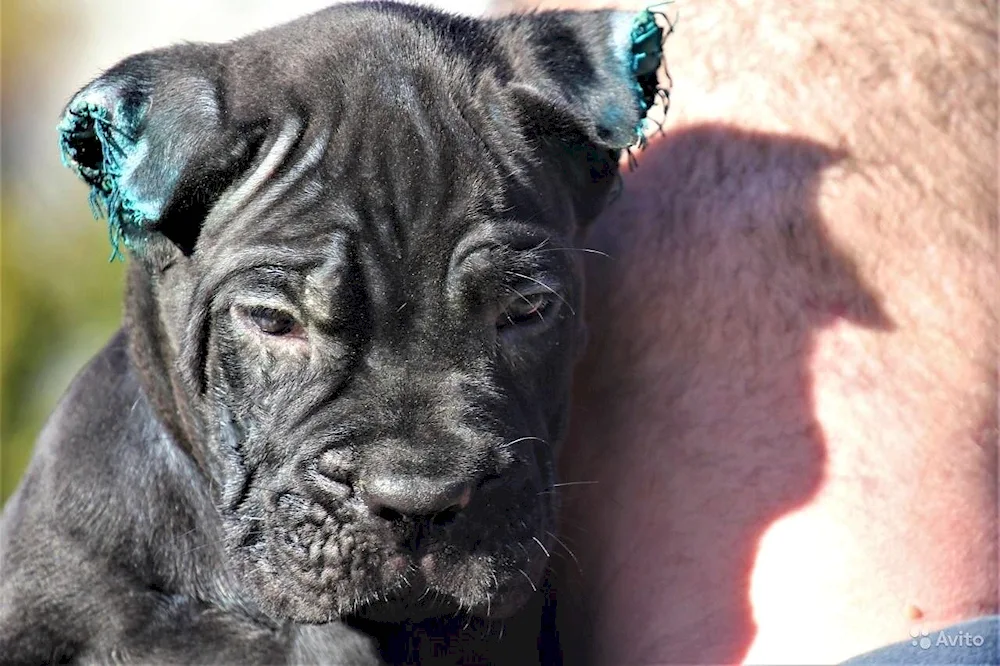 Cane Corso