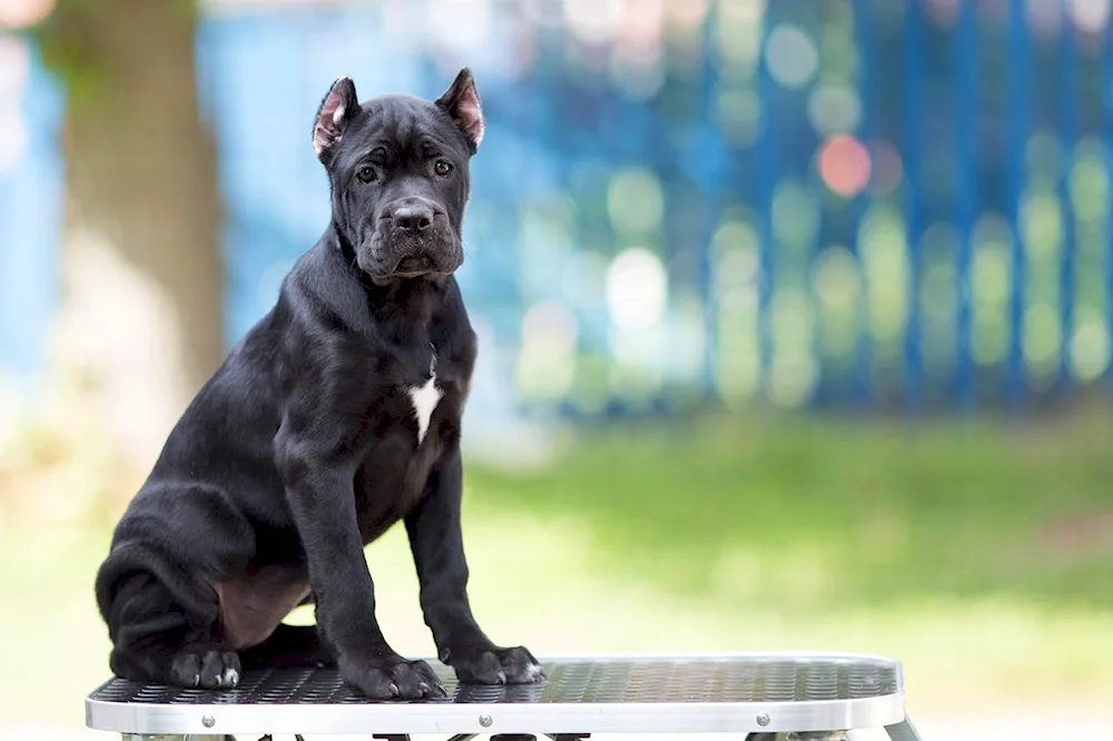 Cane Corso