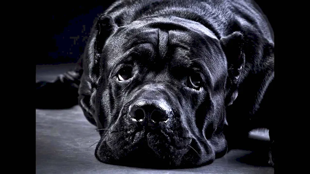 Cane Corso