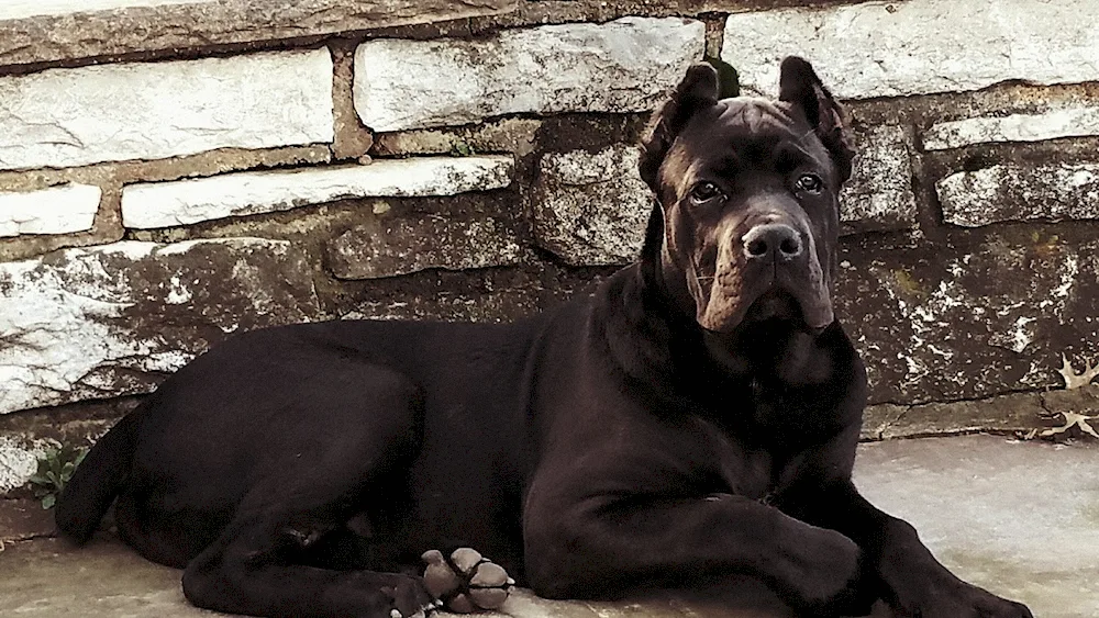 Cane Corso