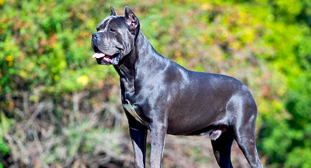 American Staffordshire Terrier