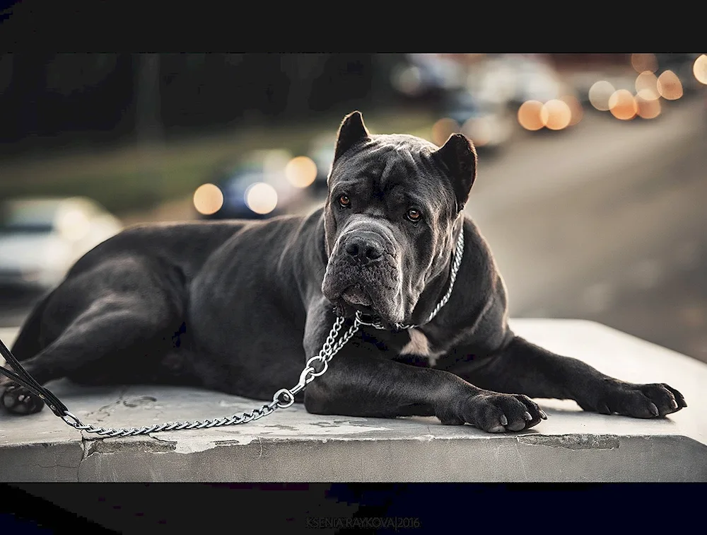 Cane Corso puppy Corso dog breeds