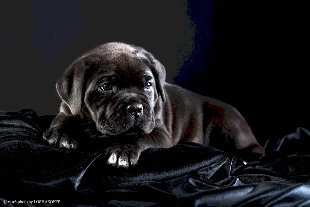 Cane Corso