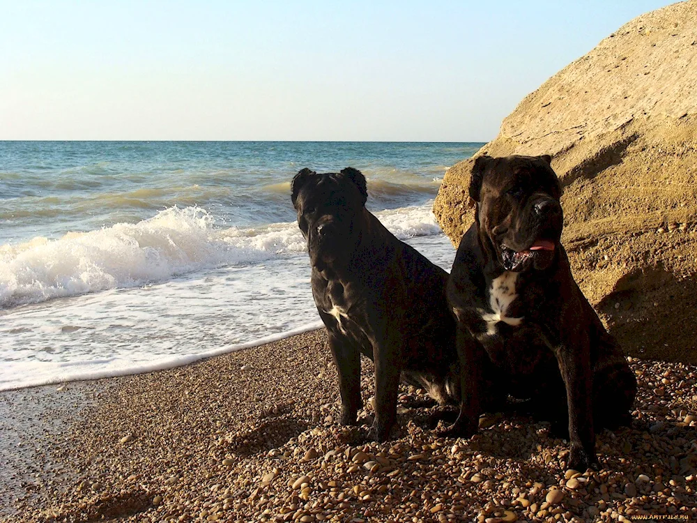 Cane Corso