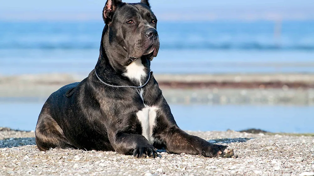 Kane Corso-. Corso dog breeds