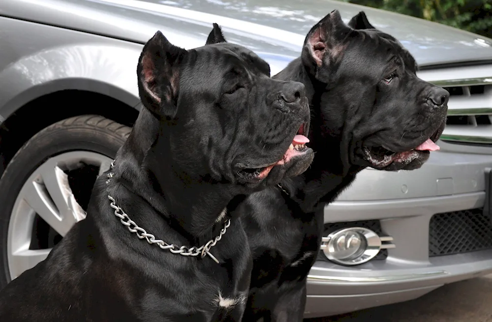 Cane Corso