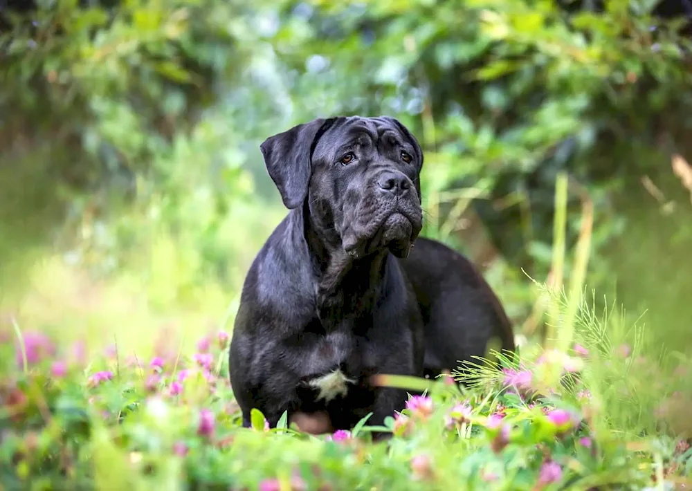 Cane Corso