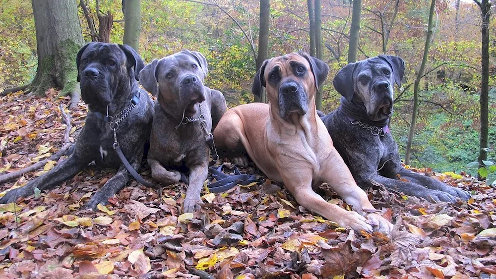 Cane Corso