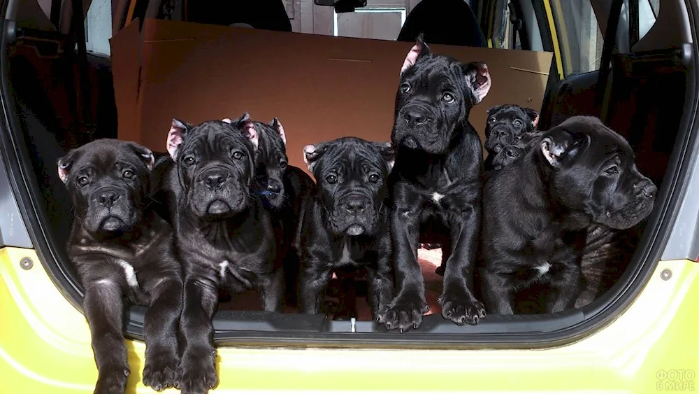 Cane Corso