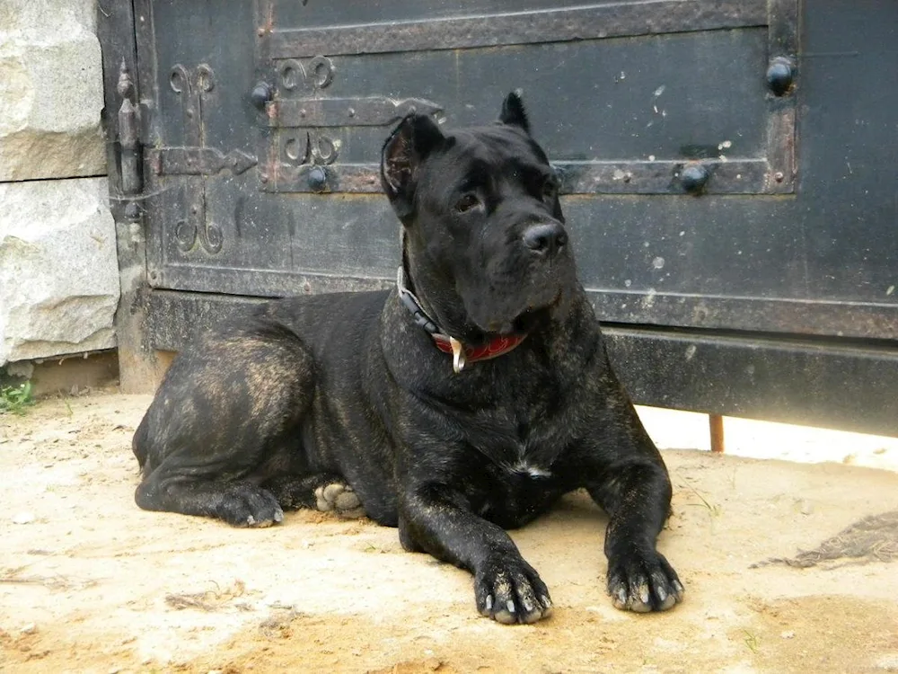 Métis Cane Corso and German Shepherd