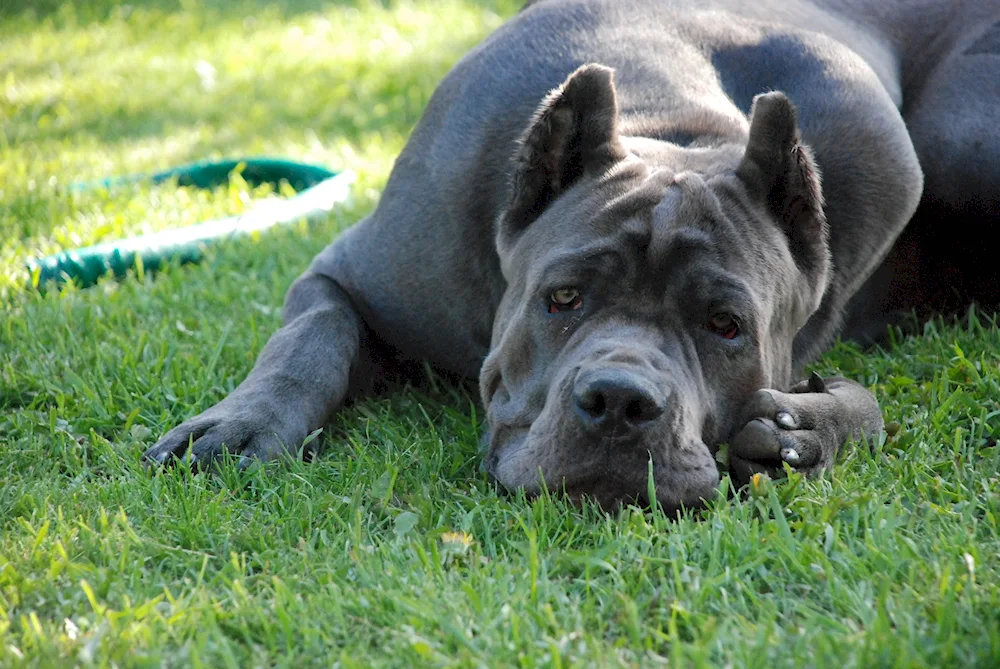 Cane Corso