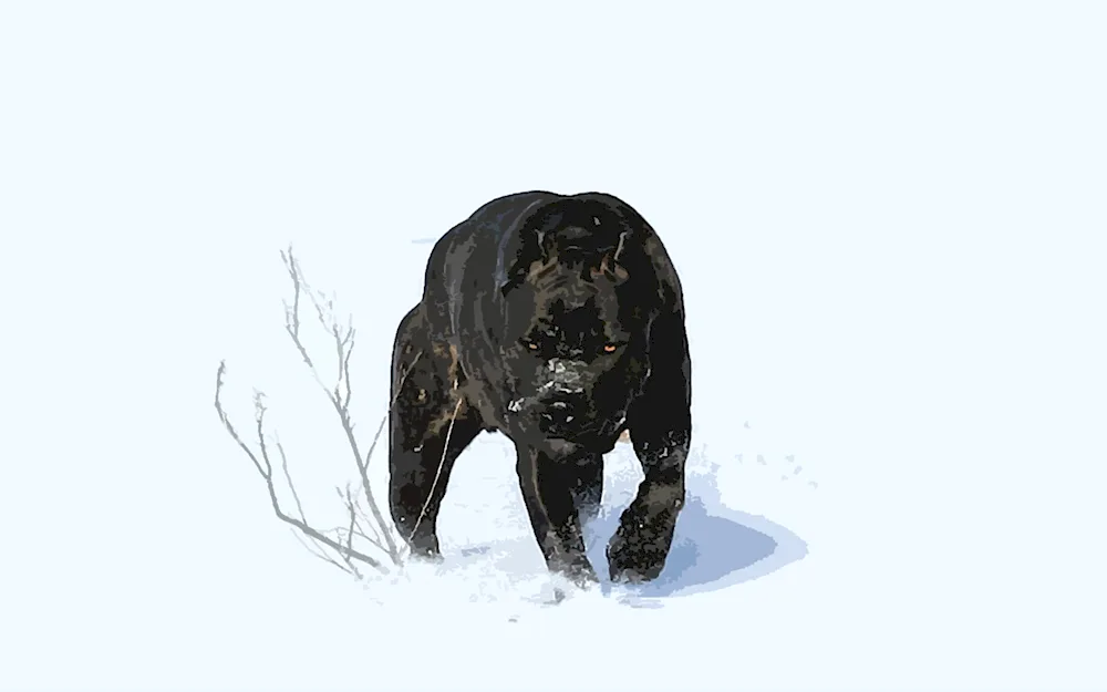 Middle Asian sheepdog alabai
