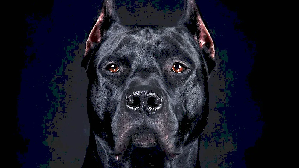 Cane Corso