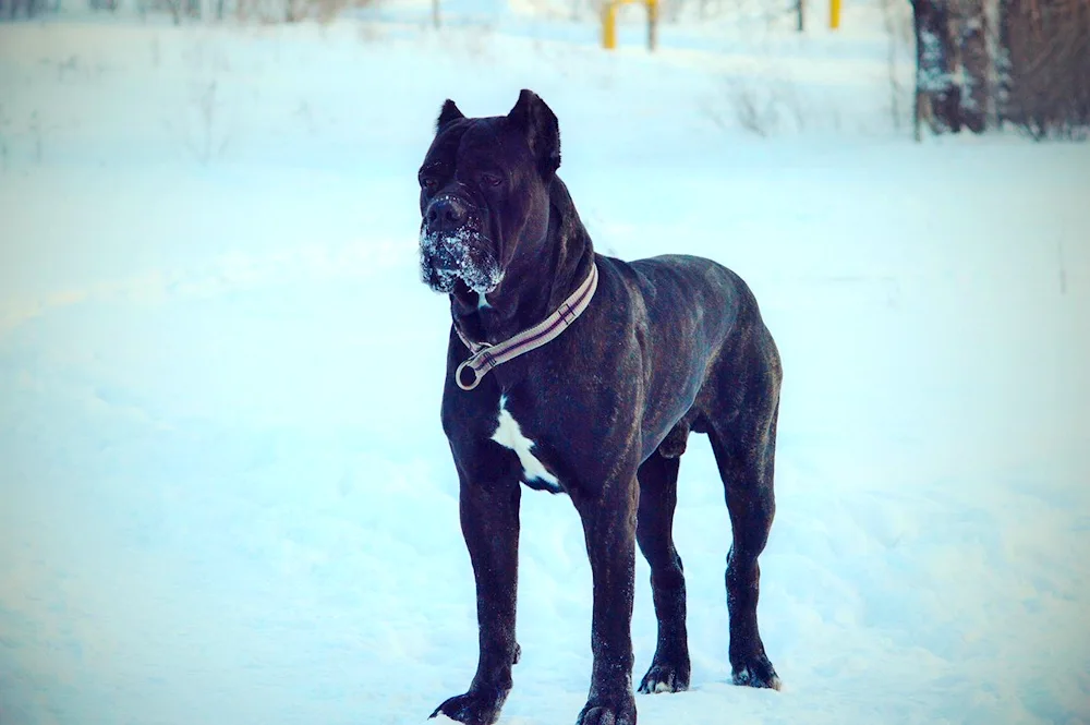 Staffordshire terrier Kane Corso mestizo