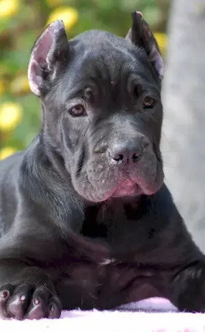 Cane Corso