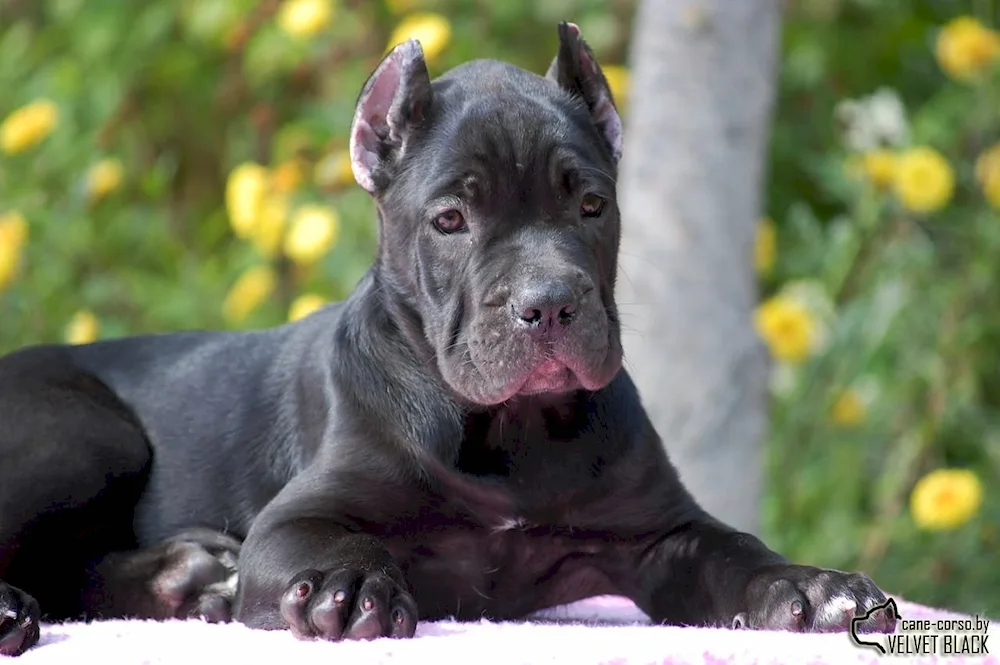 Cane Corso