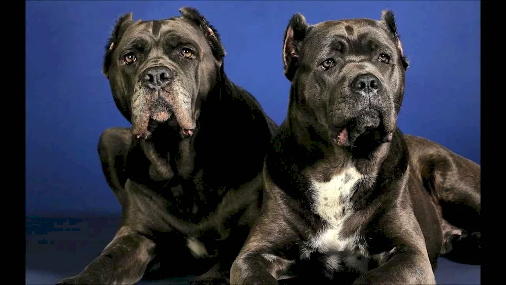 Cane Corso