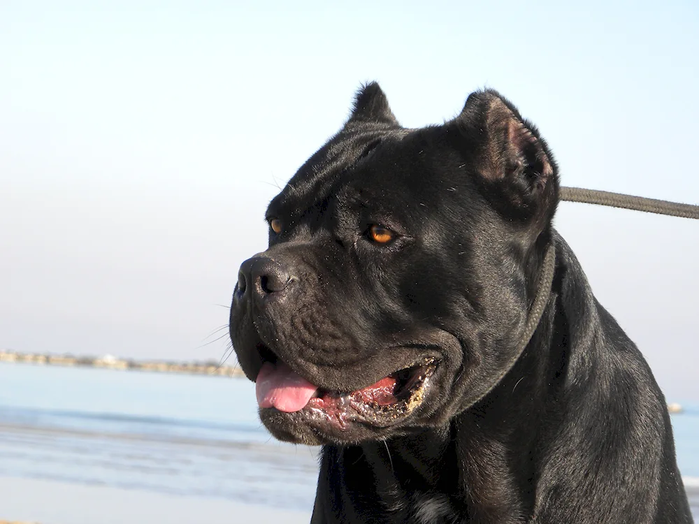 Cane Corso uncut