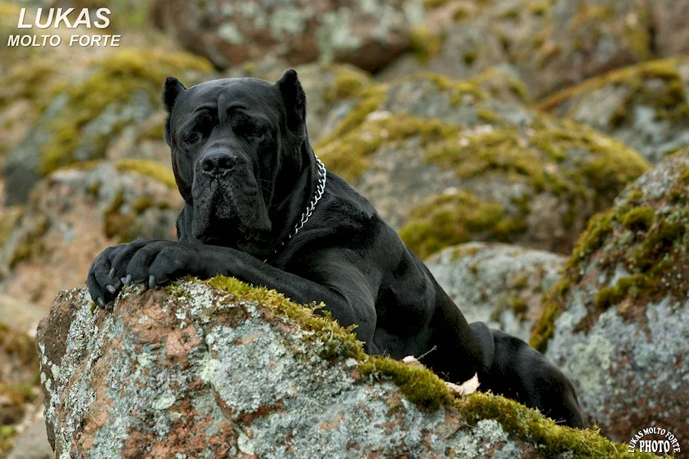 Cane Corso RKF standard