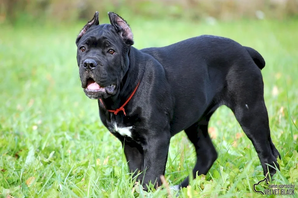 American Staffordshire Terrier black