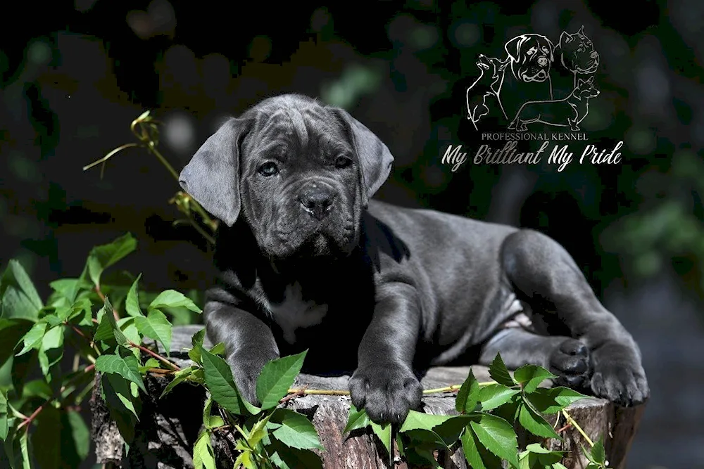 Cane Corso