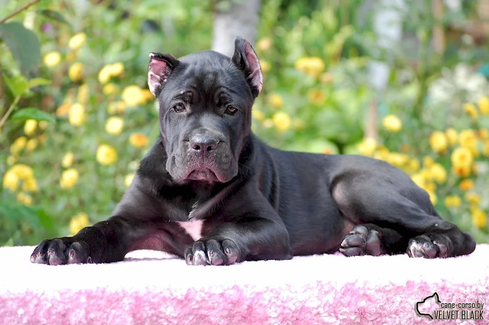 Métis Cane Corso