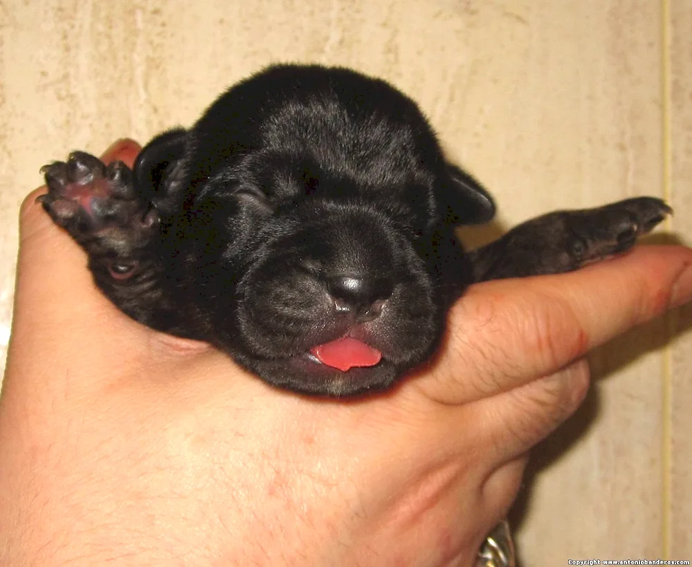 Cane Corso