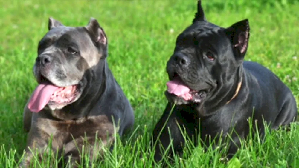 Cane Corso uncut