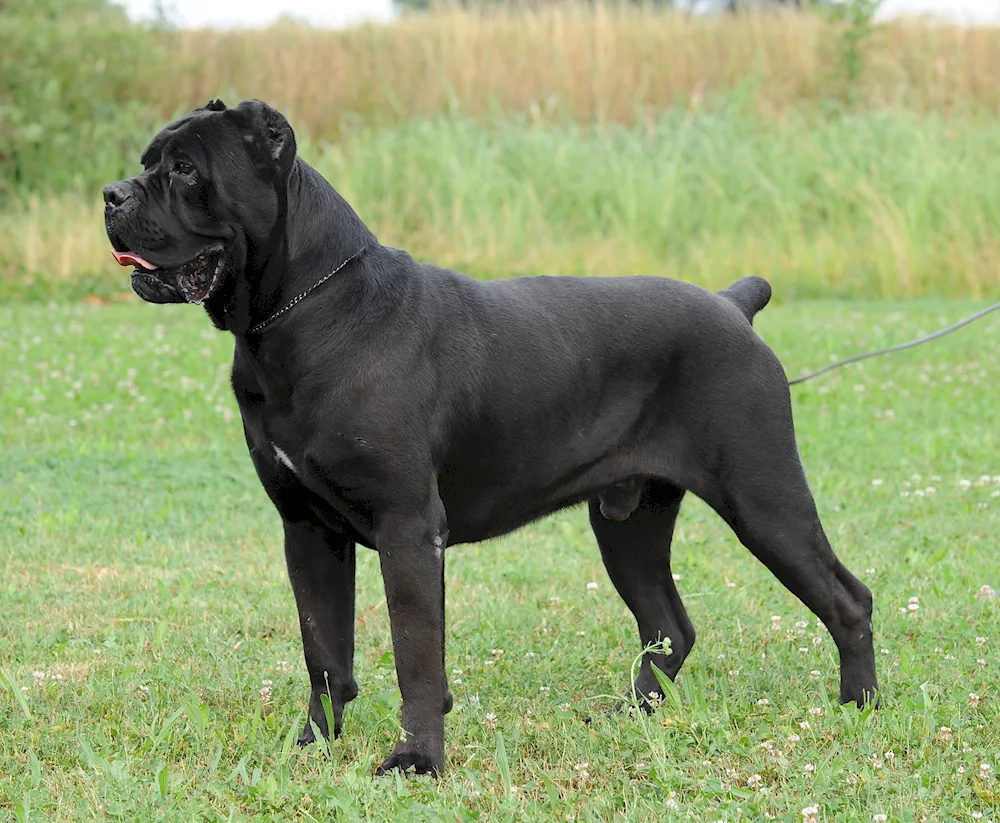 Cane Corso uncut