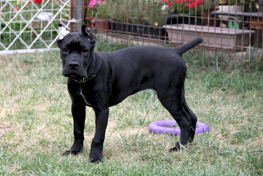 Cane Corso uncut