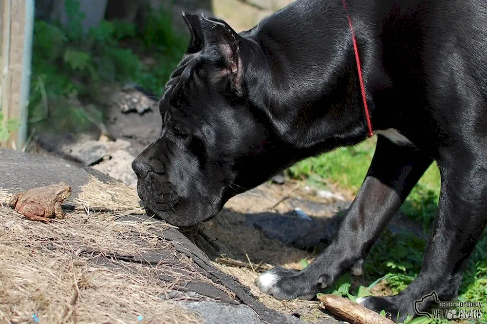 Cane Corso uncut