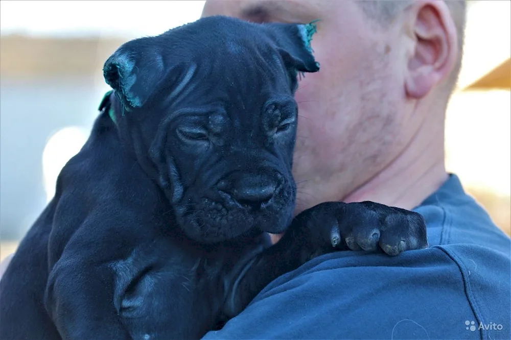 Cane Corso grey