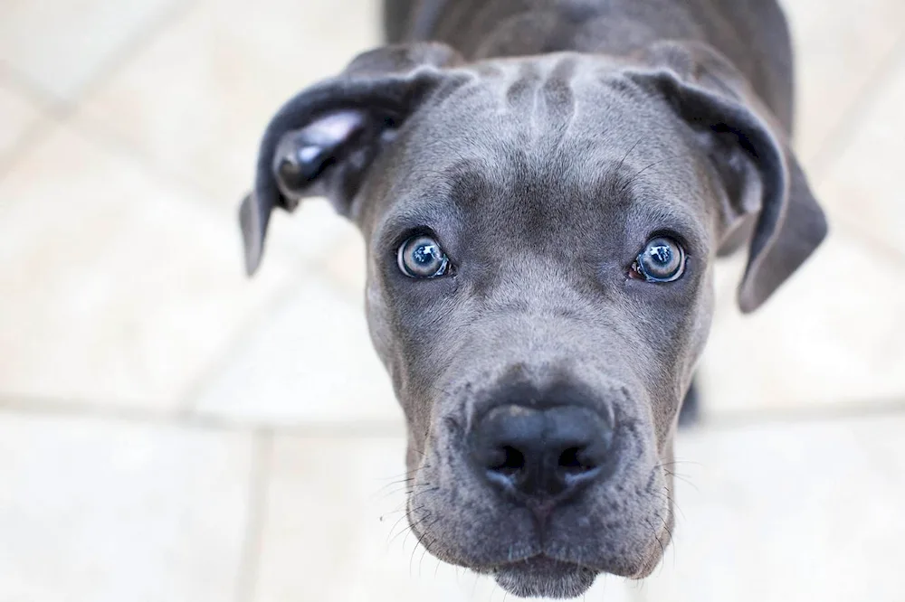 Cane Corso grey with blue eyes