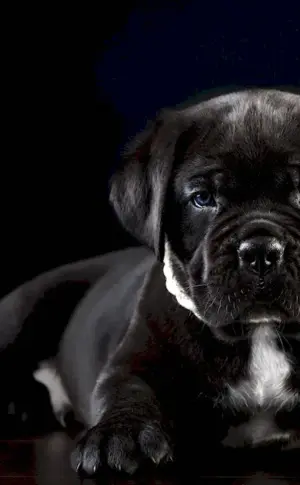 Cane Corso puppy