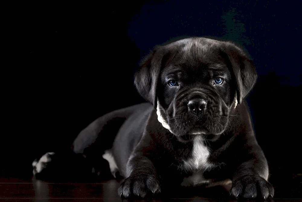 Cane Corso puppy