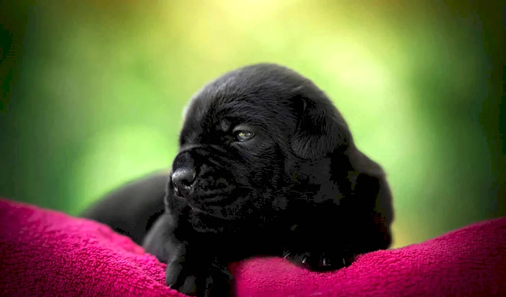 Cane Corso puppy