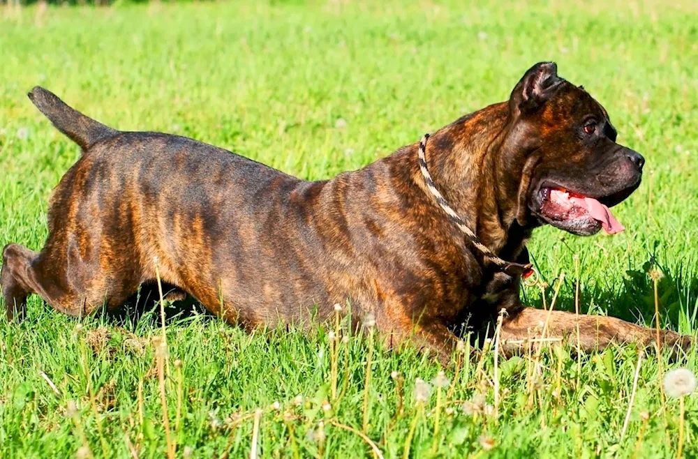 Cane Corso tiger