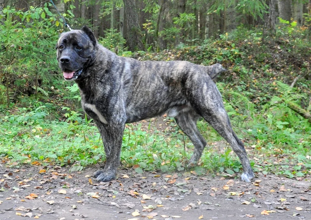 Cane Corso