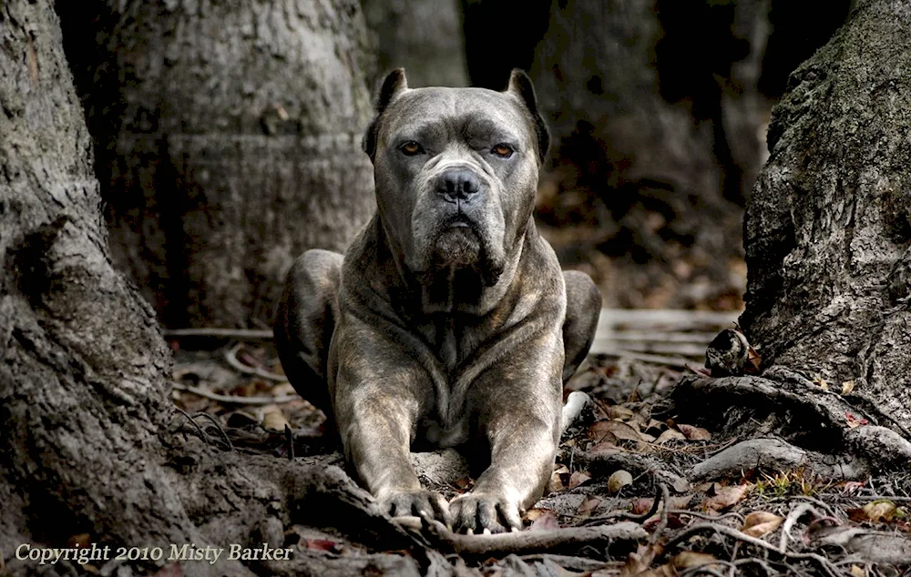 Cane- Corso Baskerville