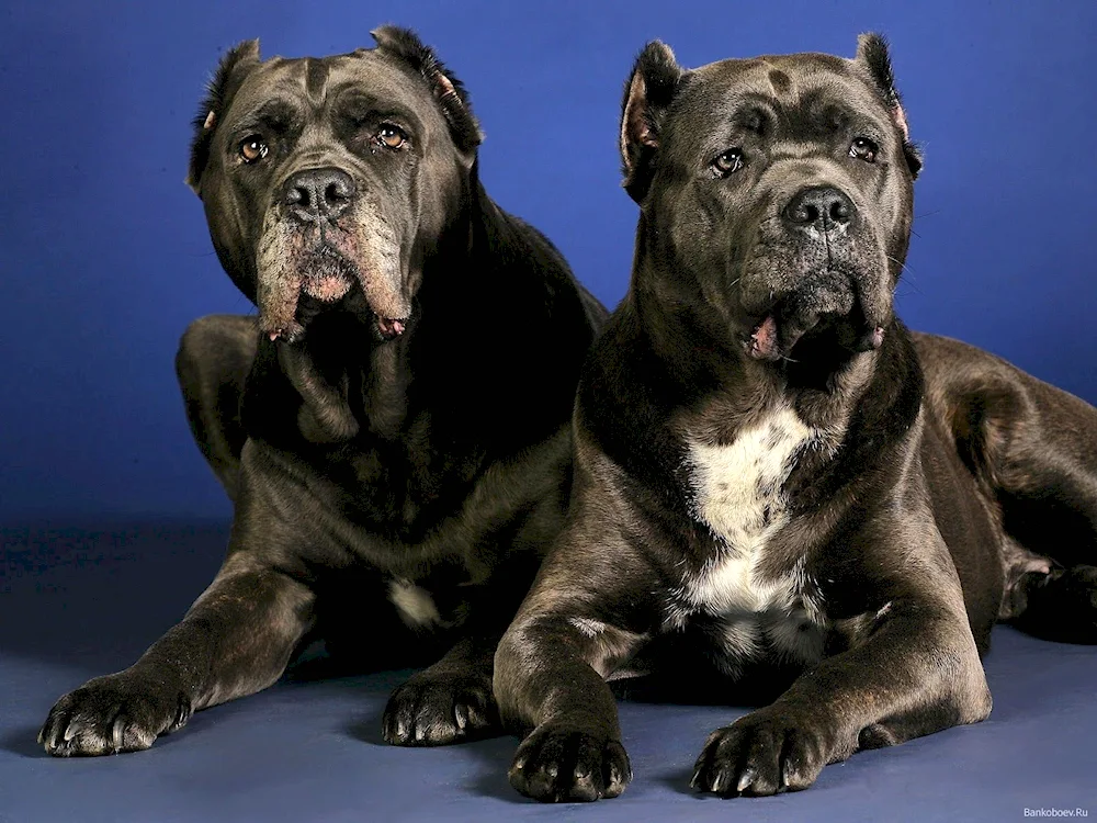 Cane- Corso dog breeds