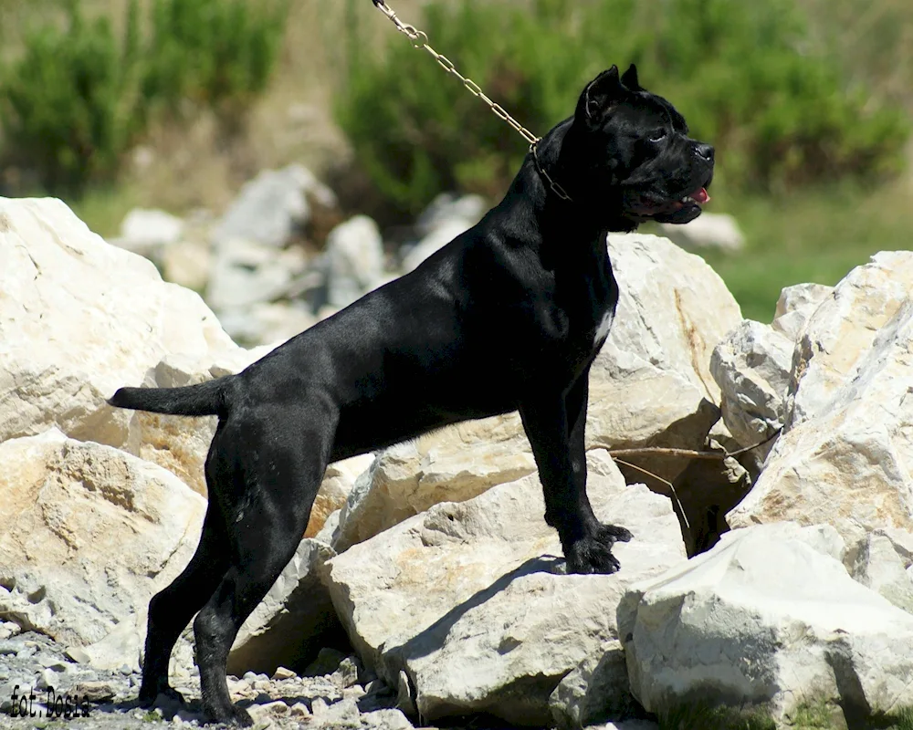 Staffordshire terrier bully