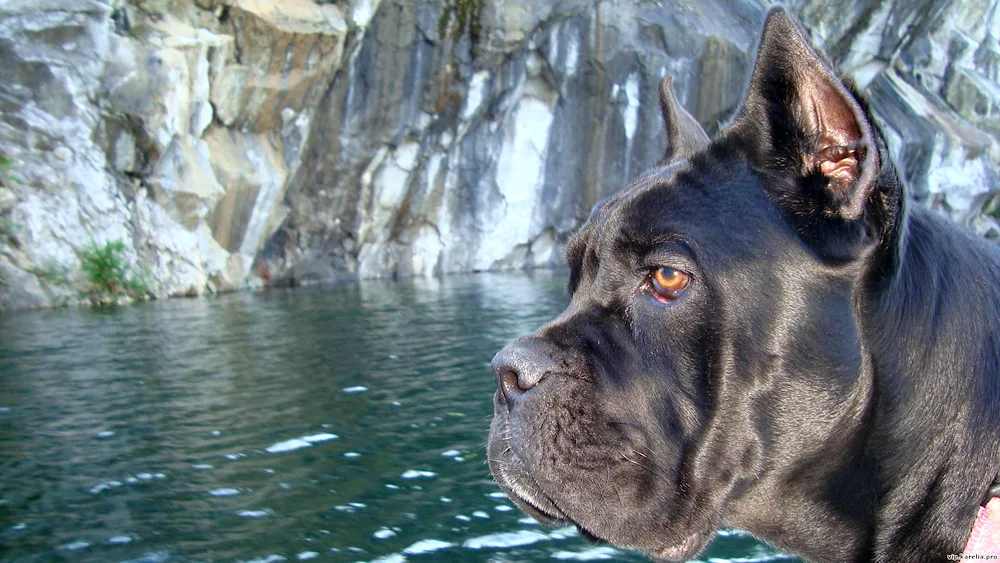 Cane Corso