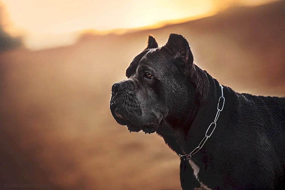 American Staffordshire Terrier black