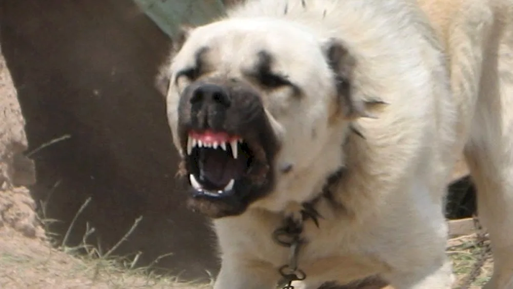 Middle Asian shepherd dog