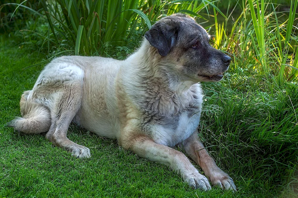 Irish Wolfhound