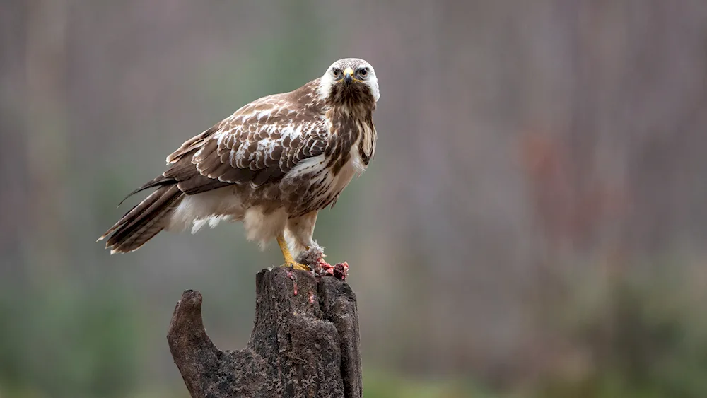 Birds of the Perm Territory