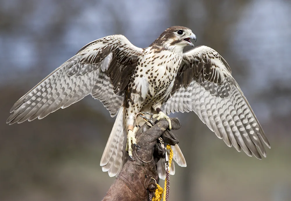 Kestrel