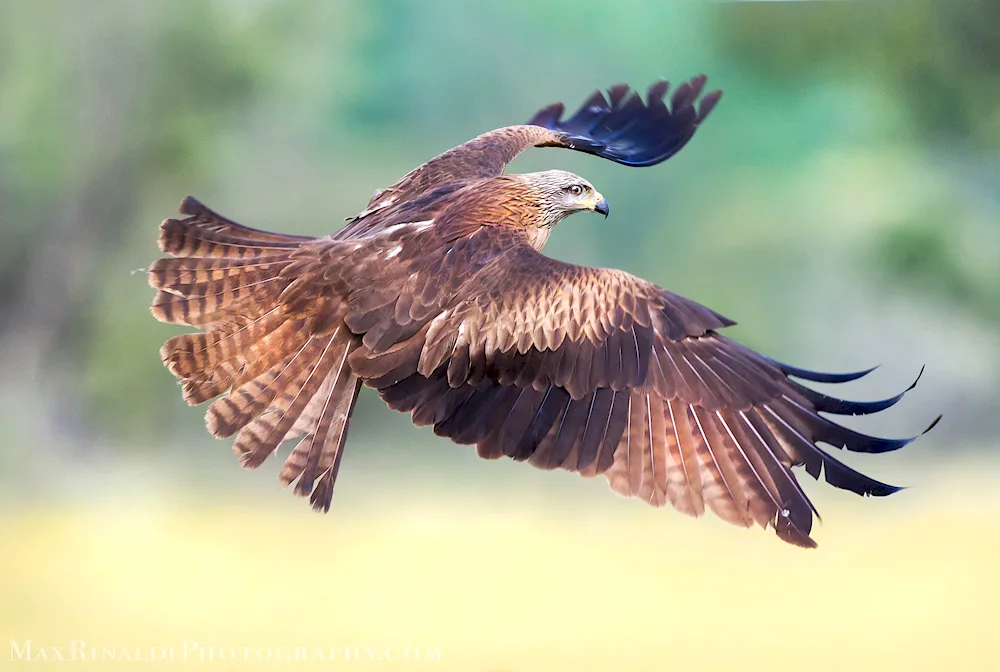 Kanyuk Kite
